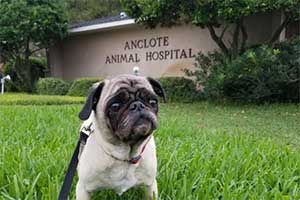 Anclote Animal Hospital