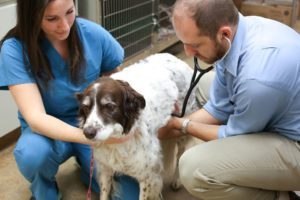 Stevenson Village Veterinary Hospital